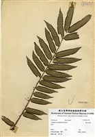 藏品(觀音座蓮)的圖片